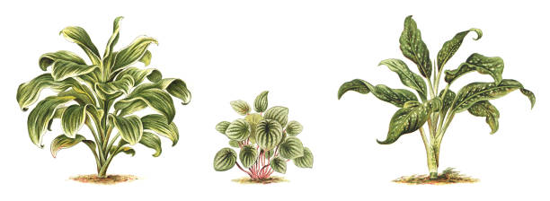 Plant - Dracaena regina (left) - Peperomia argyrea (midden) Dieffenbachia Seguine picta (right) - vintage illustration illustration from Meyers Konversations-Lexikon 1897 ornamental garden palm tree bush flower stock illustrations