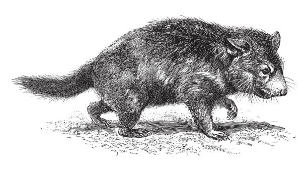 bildbanksillustrationer, clip art samt tecknat material och ikoner med tasmanian devil (diabolus ursinus) - vintage engraved illustration - allätare