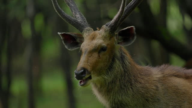 Male Sambar Deer grazing leaves from the tree slow motion