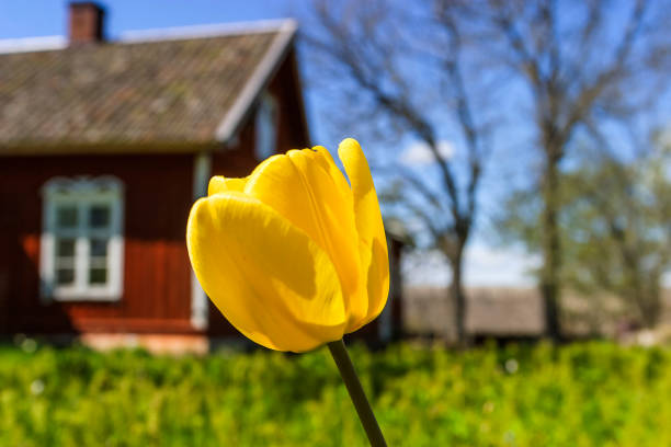 istock Tulip in a garden and a red cottage 1363950979