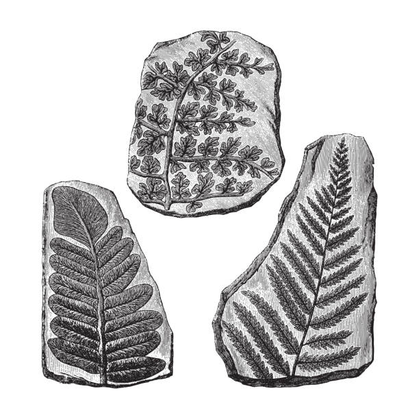 ilustraciones, imágenes clip art, dibujos animados e iconos de stock de fósiles de helechos - ilustración grabada vintage - fossil leaves