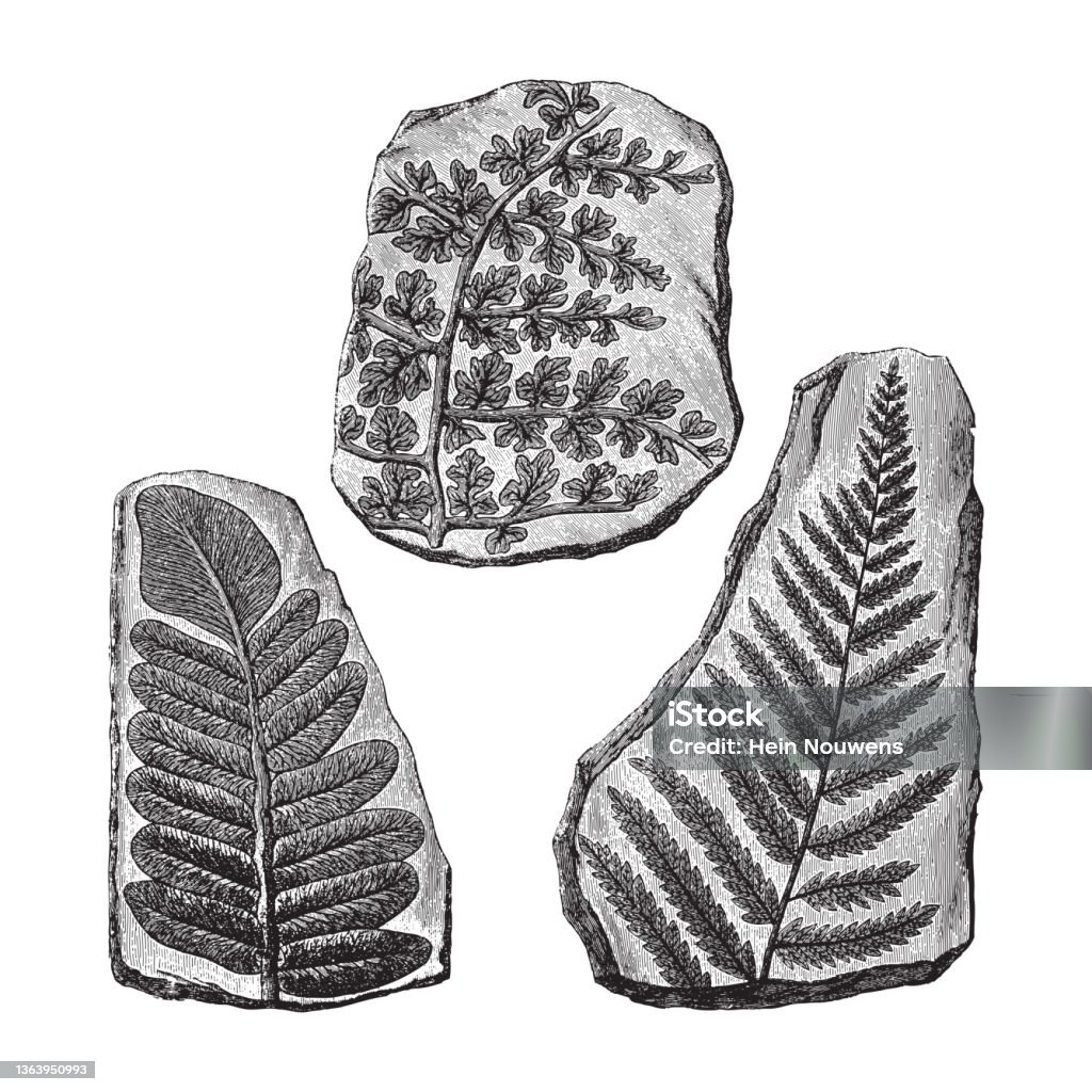 고사리 화석 빈티지 새겨진 일러스트레이션 0명에 대한 스톡 벡터 아트 및 기타 이미지 - 0명, 19세기, 19세기 스타일 -  Istock