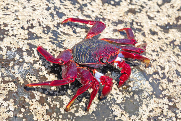 istock Moorish Crab or Red Crab (Grapsus adscensionis) on Lanzarote island 1363951072