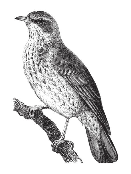 bildbanksillustrationer, clip art samt tecknat material och ikoner med fieldfare (turdus pilaris) - vintage engraved illustration - allätare