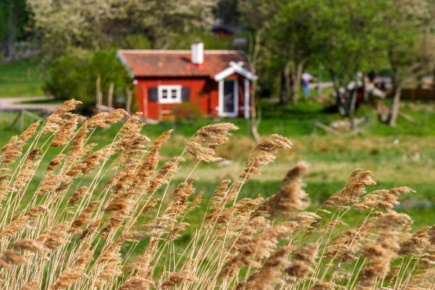 Reeds straw and a red cottage in the background