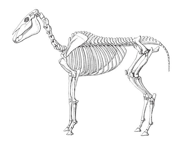 скелет лошади - винтажная иллюстрация - horse animal skeleton anatomy animal stock illustrations
