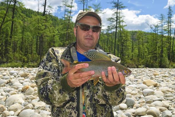 Khabarovsk Krai, Russia - June 26, 2020: Fisherman with fresh arctic grayling ( thymallus arcticus ) catch. Headwaters of the Bureya River. Khabarovsk Krai, far East, Russia.