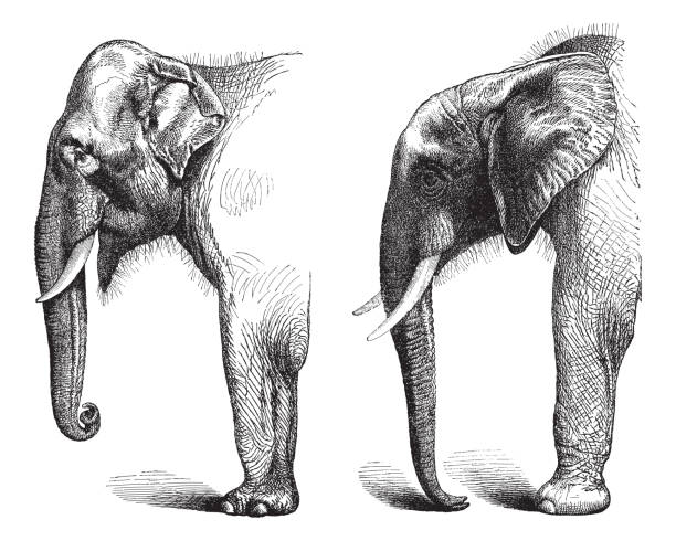 istock Indian elephant (Elephas maximus indicus) left and African elephant (Loxodonta africana) right - vintage engraved illustration 1363952229