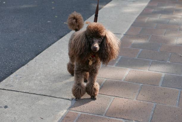 istock Poodles standing out from the crowd 1363952234