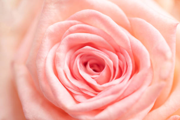 Rose - Flower, Flower, Plant, Single Flower, Single Rose