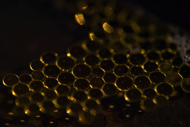 Oil drops on a water surface