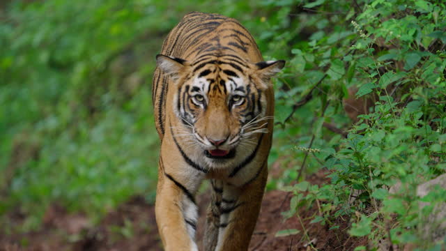 A young tigress strolling and marking her territory in slow motion