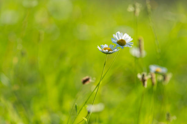Spring white flowers with blurred natural green background, Auckland.