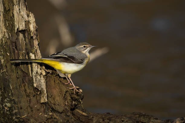 grey wagtail sitting on trunk next to water with copyspace - grey wagtail imagens e fotografias de stock