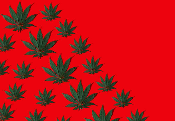 istock Pattern from green hemp leaves on a red background. Cannabis close-up 1363957152
