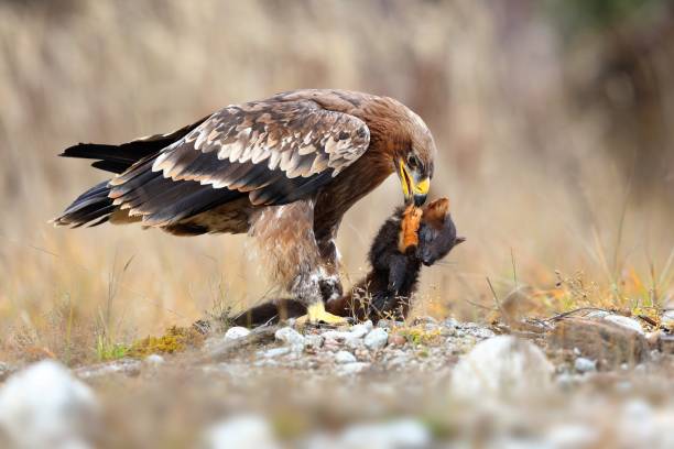 Strong eastern imperial eagle feeding on a dead marten on a meadow in winter Strong eastern imperial eagle, aquila heliaca, feeding on a dead marten on a meadow in winter. Deadly bird of prey devouring small mammal from side view. Animal wildlife in nature. aquila heliaca stock pictures, royalty-free photos & images