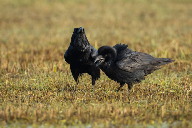 istock Two common raven feeding on dry meadow in autumn nature 1363957220