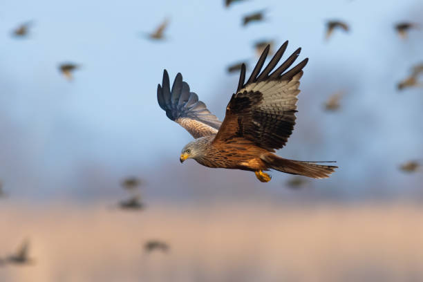 Red kite flying with bunch of birds in backgorund in blue sky stock photo