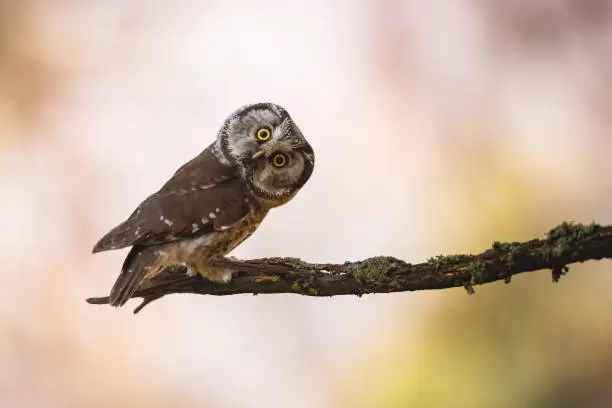 Photo of Boreal owl looking to the camera on branch with copy space