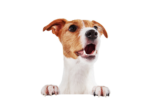 Dog portrait isolated on white background. Dog head with paws loking to camera with open mouth, hungry dog whaiting for eat