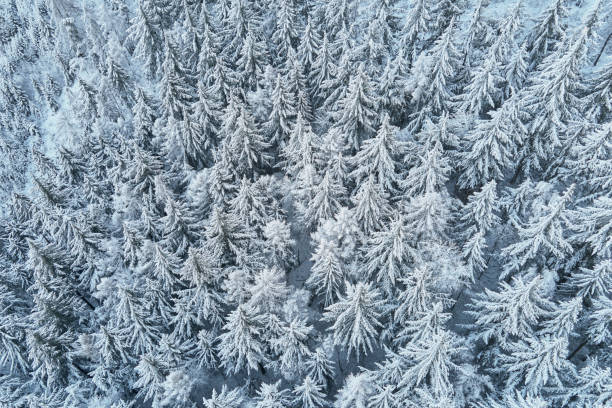 istock Aerial view of forest covered wirt snow 1363959097