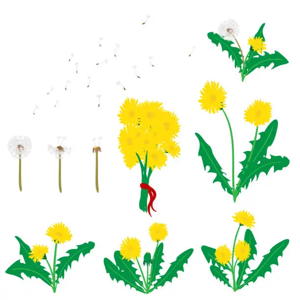 Vector illustration of Collection of vector dandelion flowers and flying seeds