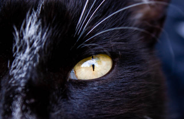 istock Bkack and white cat eye close up 1363962618