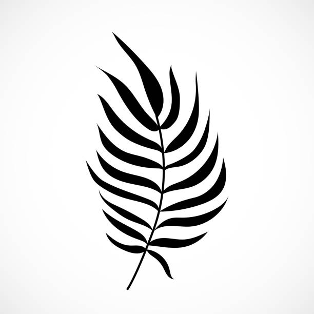 ilustraciones, imágenes clip art, dibujos animados e iconos de stock de silueta vectorial de hoja de palmera aislada sobre fondo blanco. parte de planta tropical exótica negra. rama de palma de coco - fronda