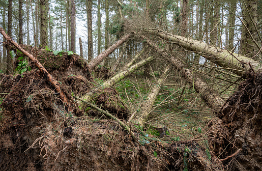 Storm Damage Fallen Trees in woodland in South East Scotland