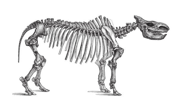 istock Skeleton Rhinoceros tichorhinus - vintage engraved illustration 1363963906