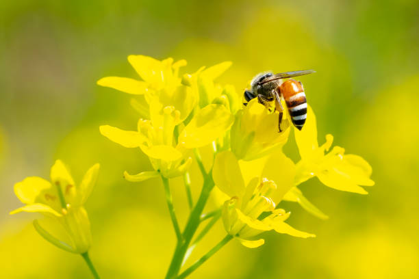 istock bee insects on yellow flowers in garden 1363964121
