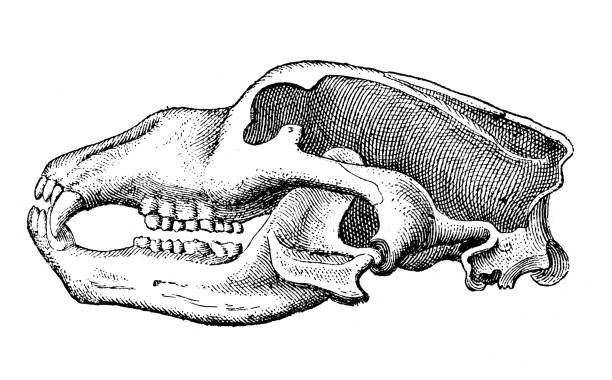 antike illustration: höhlenbär (ursus spelaeus) - animal skull illustrations stock-grafiken, -clipart, -cartoons und -symbole