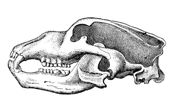 illustrazioni stock, clip art, cartoni animati e icone di tendenza di illustrazione antica: orso delle caverne (ursus spelaeus) - animal skull