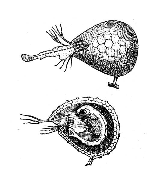 Antique illustration: Utricularia, bladderwort Antique illustration: Utricularia, bladderwort utricularia stock illustrations