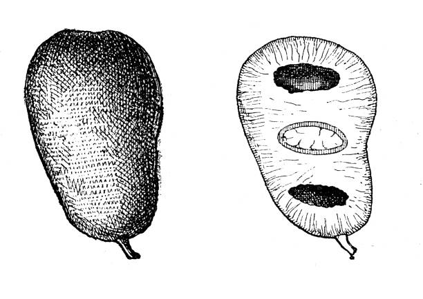 ilustrações, clipart, desenhos animados e ícones de ilustração antiga: asimina triloba, papaw americano - papaieira