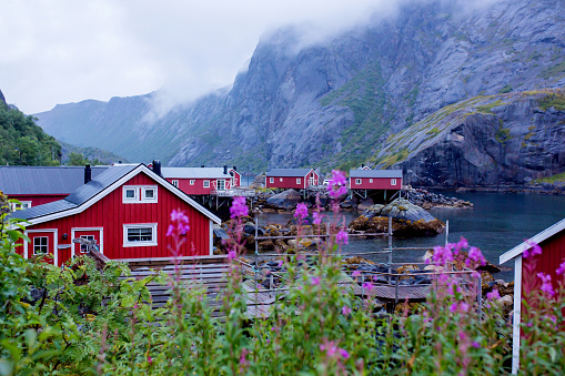 Typical Rourbuer fishing cabins in Lofoten Nusfjord village on a rainy day, summertime. Traditional norwegian house