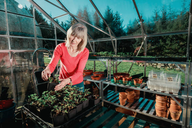 istock Woman in her greenhouse 1363966164