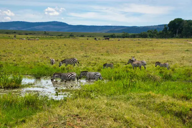 Zebra in Tsavo East, Tsavo West and Amboseli National Park in Kenya