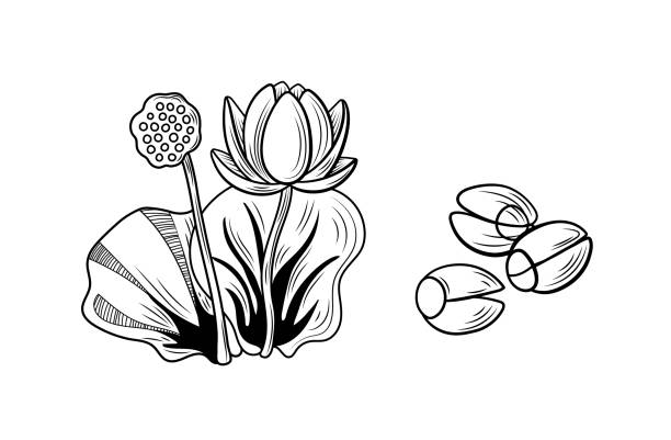 vektor lotus und lotussamen illustration, schwarze umrisszeichnungen isoliert. - monochrome black and white eating chinese cuisine stock-grafiken, -clipart, -cartoons und -symbole