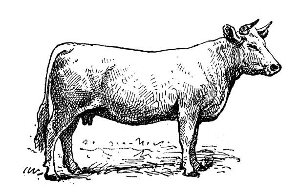 Ancient illustration: Charolais cattle