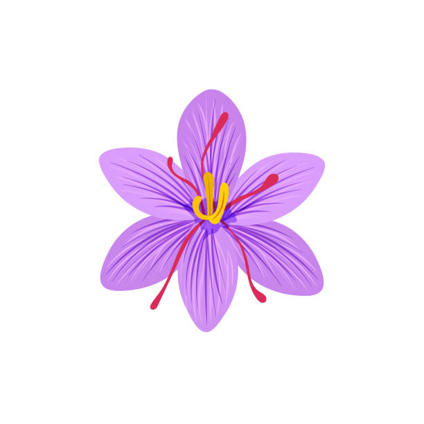 ilustraciones, imágenes clip art, dibujos animados e iconos de stock de ilustración vectorial de azafrán, flor de azafrán aislada sobre fondo blanco. - crocus