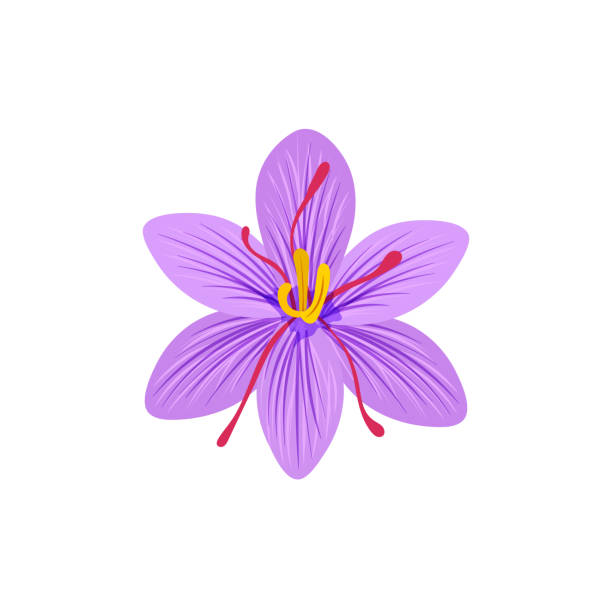 ilustrações, clipart, desenhos animados e ícones de ilustração de vetor açafrão, flor de açafrão isolada em fundo branco. - crocus