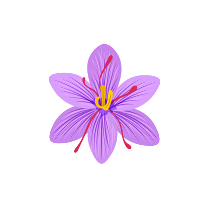 Vector Saffron illustration, saffron flower isolated on white background, colorful flower.