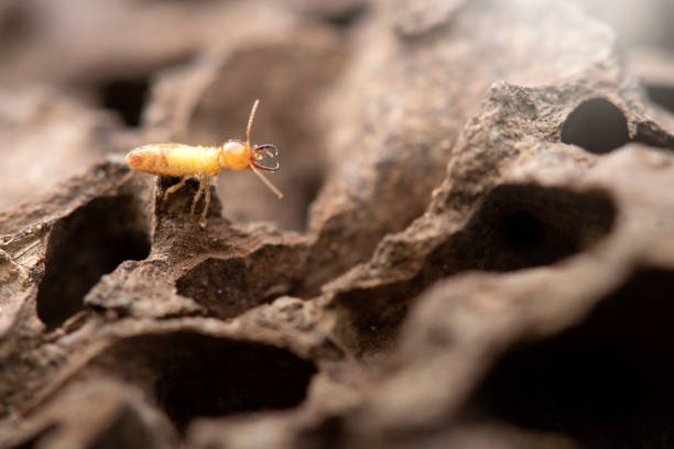 termiti con termite sullo sfondo della natura. - termite foto e immagini stock