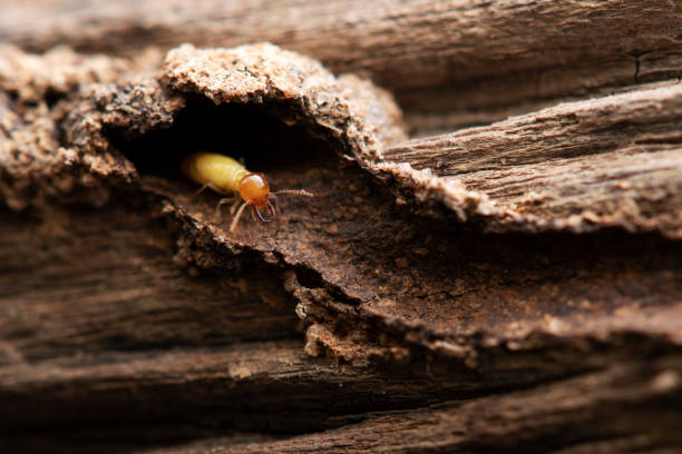 istock Termites with Termite mound in nature background. 1363969605