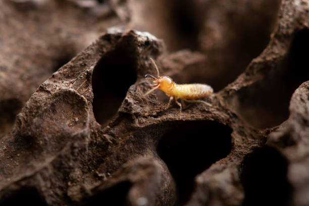 istock Termites with Termite mound in nature background. 1363969616