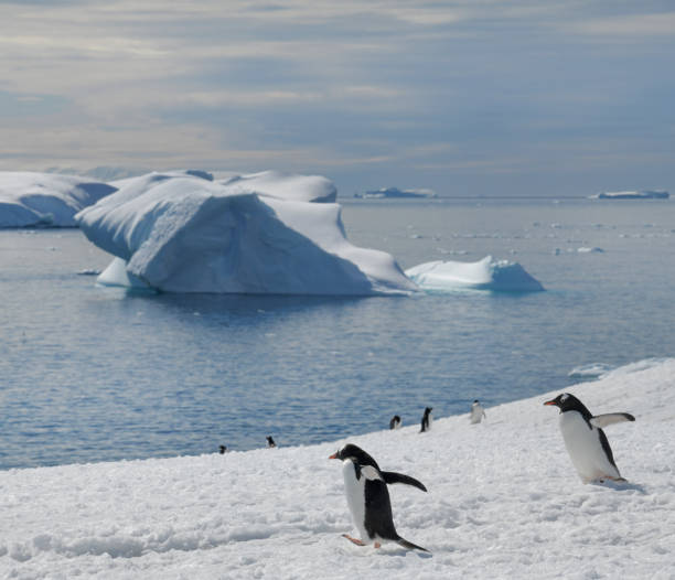 istock Gentoo penguins in Antarctica 1363969632