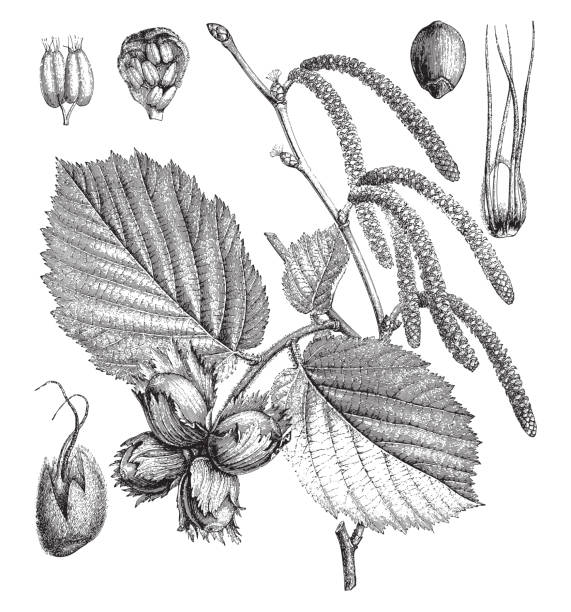 leszczyna zwyczajna (corylus avellana) - ilustracja grawerowana w stylu vintage - autumn tree leaf formal garden stock illustrations
