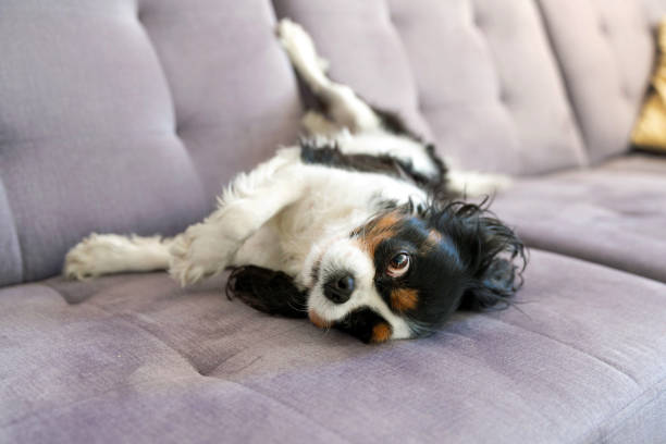 istock Happy dog fooling around 1363971926