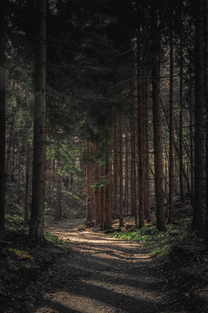 istock Moody dark pine forest and a path, Japetic, Croatia 1363972792